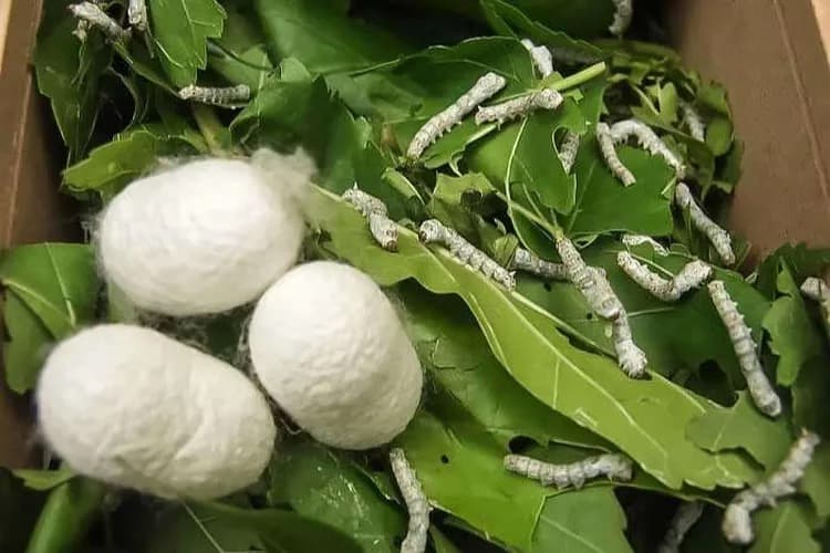 Silk cocoons